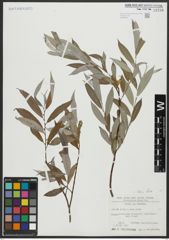 Foto von Salix alba L.